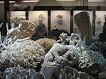 Naturhistorisches Museum